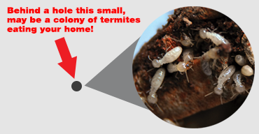 termite-illustration3